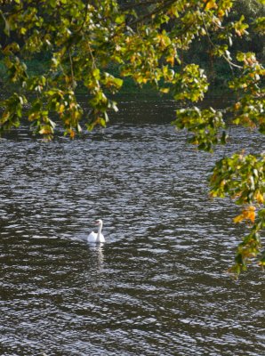 tweedandswanautumn-sk.jpg