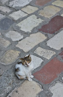 kotorkat4.jpg