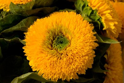 gardensunflower-sk.jpg