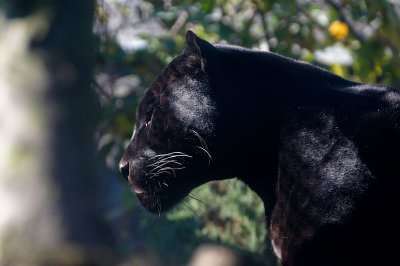 blackjaguar.jpg