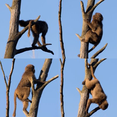 geladababyclimbing.jpg