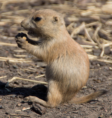 babyprairiedog.jpg