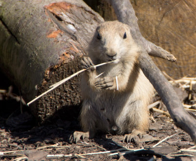 babyprairiedog2.jpg