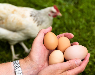 homeeggconomy.jpg