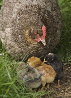 nuchicks.jpg