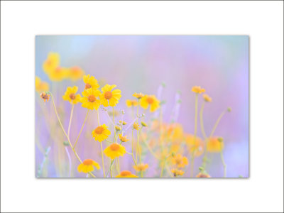 Wildflower 027.jpg