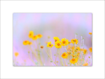 Wildflower 025.jpg