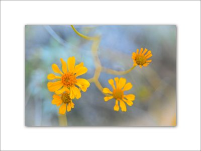 Wildflower 120.jpg