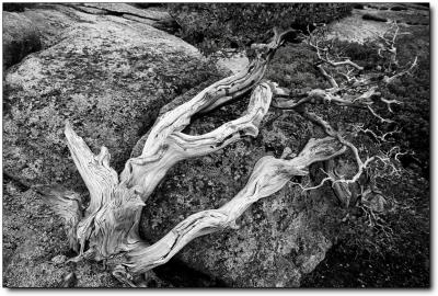 Sequoia & Kings Canyon 107 B&W.jpg