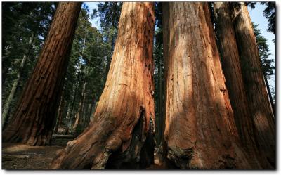 Sequoia & Kings Canyon 151.jpg