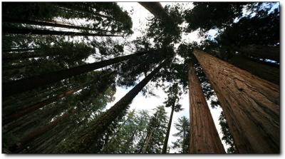 Sequoia & Kings Canyon 161.jpg