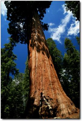 Sequoia  Kings Canyon 491.jpg