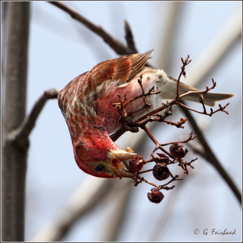 Purple Finch and Mountain Ash Berries