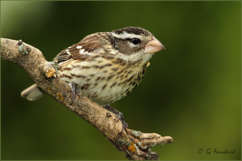 Full Frame Grosbeak