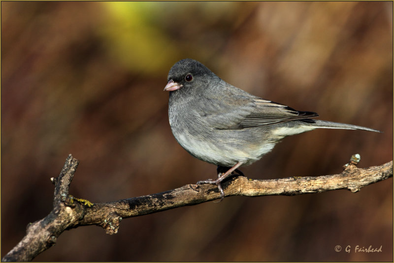 Slate Colored Junco Female