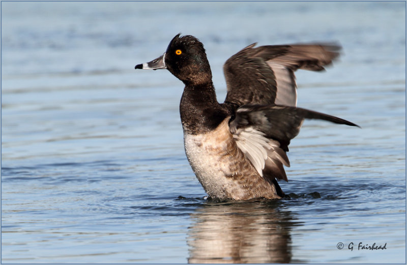 In A Flap / Ring-Necked Duck