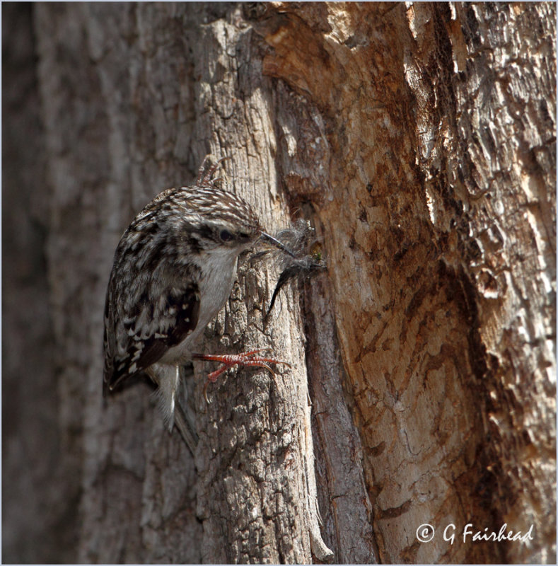 Brown Creeper with nesting material