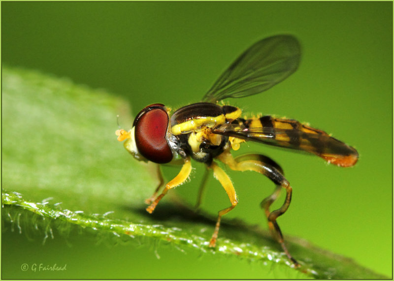 American Hoverfly Large Crop