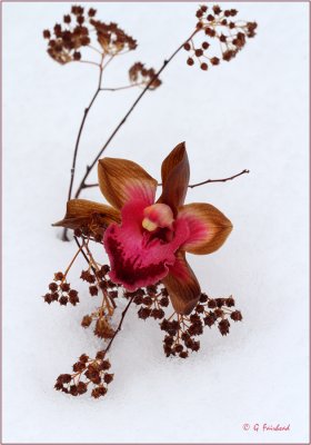 Winter Orchid