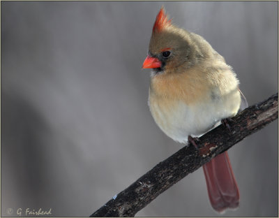 Winter Female