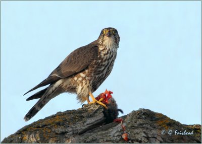 Little Falcon Feast