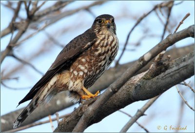 Female Merlin Post Supper