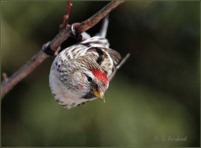 Redpoll Twist