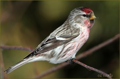 Cheeky Redpoll