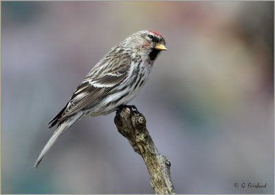 Possible Greater Redpoll