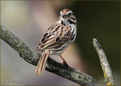 In Hindsight/ Song Sparrow