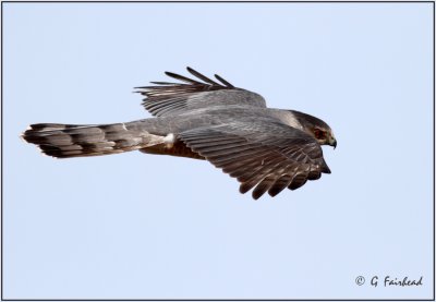 Coopers Hawk Flight/ Large Crop