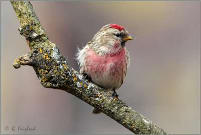 Male On Pastel BG