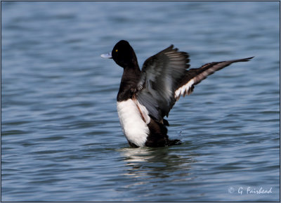 Lesser Scaup Drake Wing Stretch
