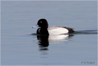 Scaup On Blue