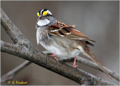 White Throated Sparrow Male