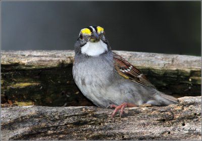 Say seeds / White Throated Sparrow Posing