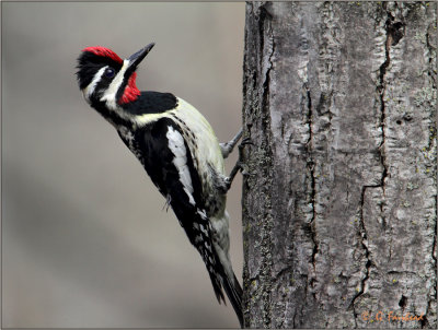 Yellow Bellied Sapsucker / Male