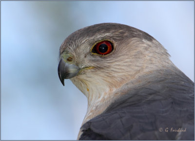 Coopers Hawk Crop