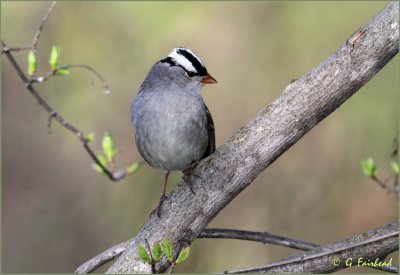 White Crowned Sparrow