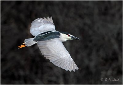 Black Crown Night Heron  / In Flight