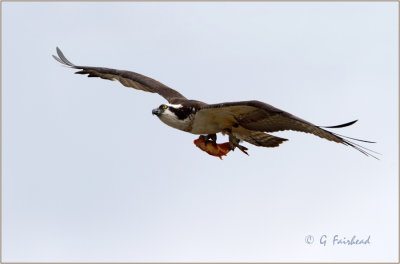 Male Osprey With Catch Of The day