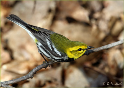 Top View / Black Throated Green Warbler