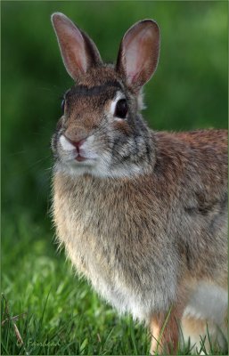 Yard Bunny