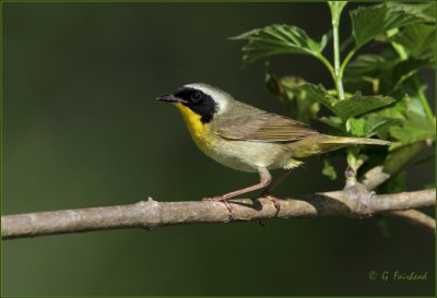 Common Yellowthroat On Green