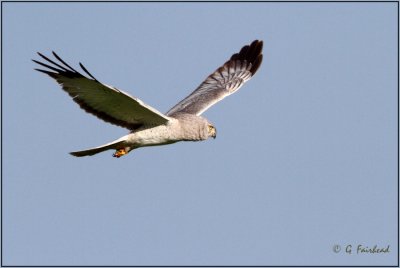Mature Male Northern Harrier