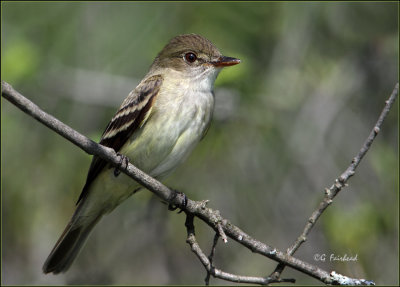 Alder Flycatcher