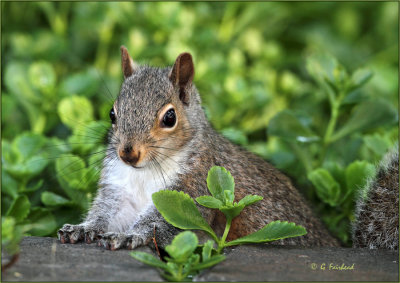 Young Squirrel