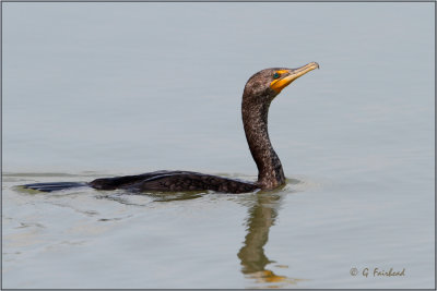 Fish Finder / Double Crested Cormorant