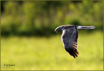 Northern Harrier In The Lime Light