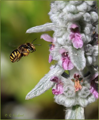 Wool Carder Bee - Anthidium manicatum